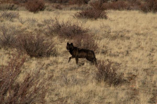 Amid National Wolf Debate, California…