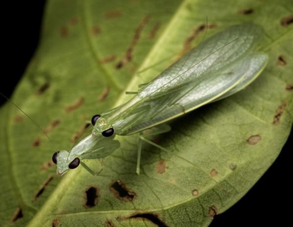 Three new ‘planking’ praying mantis&hellip;