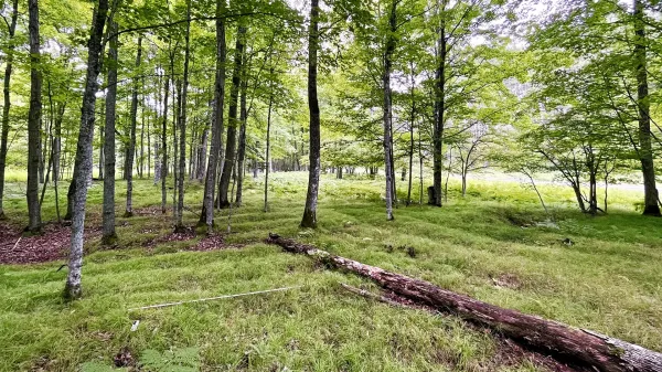 Drone tech uncovers 1,000-year-old…