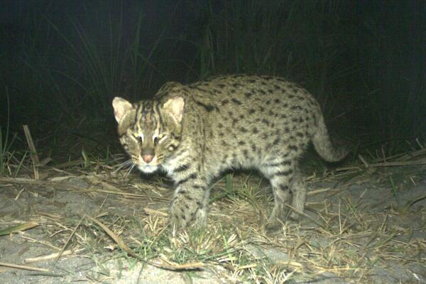 Fishing cat home range far bigger than…