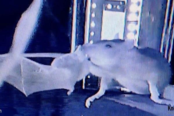 photo of Europe’s under-pressure bats face ‘astonishing’ threat: Ambush by rats image