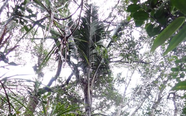 Rare palm tree rediscovered in…
