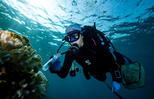 Probiotics prevented coral bleaching&hellip;