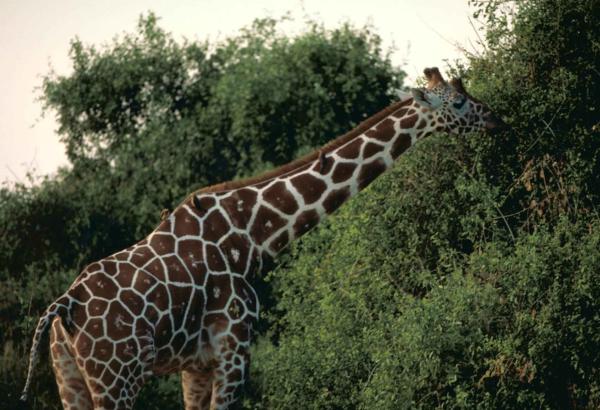 Exploring giraffe-human conflict in…