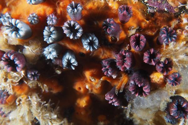 Coral once feared extinct rediscovered…