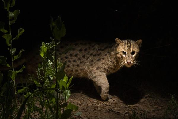 As Thailand’s fishing cats face…
