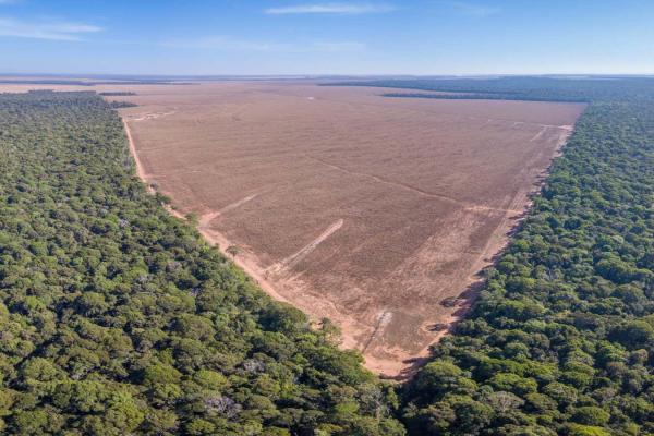 Cutting down the Amazon will bring…