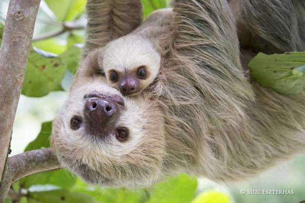 Mass sloth deaths prompt US bill calling&hellip;