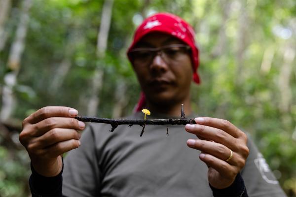 Fungi now have a global conservation&hellip;