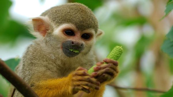 Most wildlife AI focuses on the ground.…