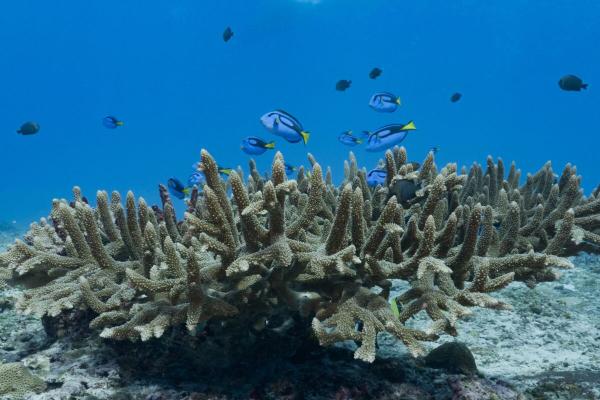 Samoa’s new marine spatial plan…