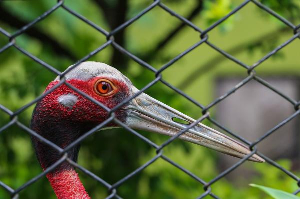 Nepal’s Central Zoo faces questions&hellip;