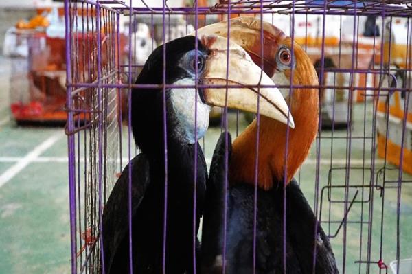 Indonesia driver sentenced over…