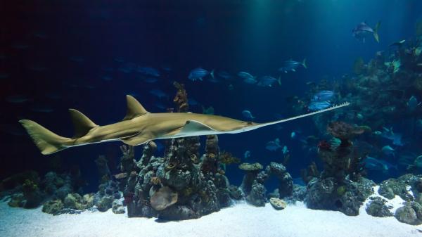 photo of Small ray of hope for Sri Lanka’s sawfish, now feared ‘functionally extinct’ image