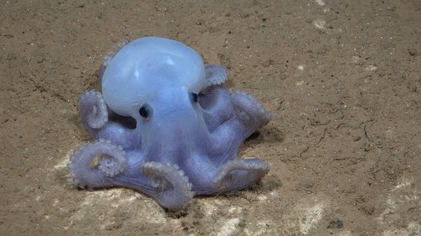 This ghost octopus is facing a new&hellip;
