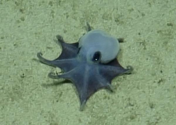 New golf-ball sized blue octopus species&hellip;