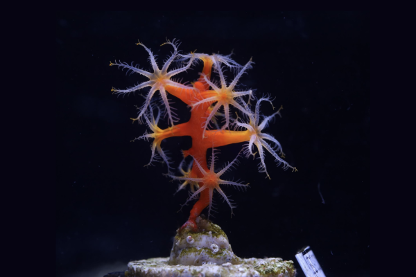 US pioneers restoration of deep water…