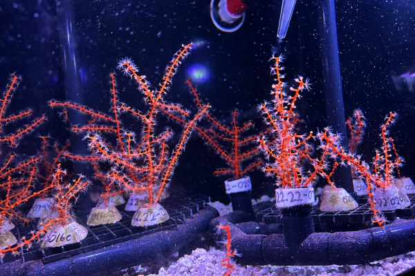 photo of Coral restoration after devasting Deepwater Horizon spill shows promise image
