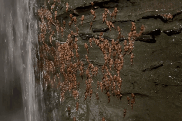 photo of Scientists capture rare video of bumblebee catfish climbing waterfalls in Brazil image