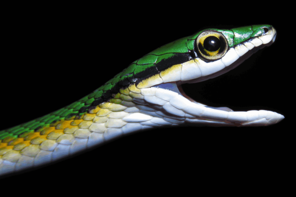 Photos: Top new species from 2025