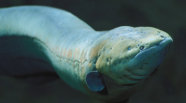 “ElectricFish” EV Charging Innovator&hellip;