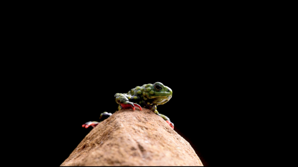 The toughest toad in town