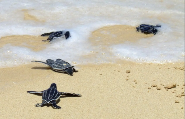 Compost, racoons and sea turtle predation in Costa Rica