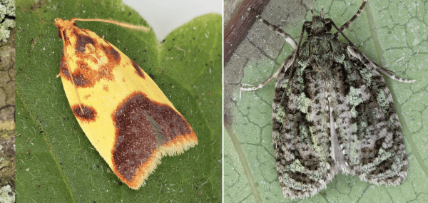Researchers uncover 10 new moth species&hellip;