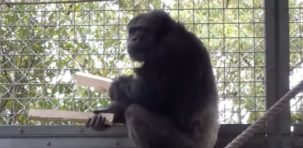 A chimpanzee’s rhythmic drumming with&hellip;