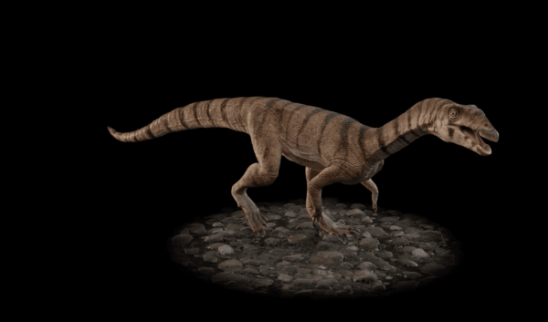 Fossils reveal a prehistoric crocodile relative that walked…