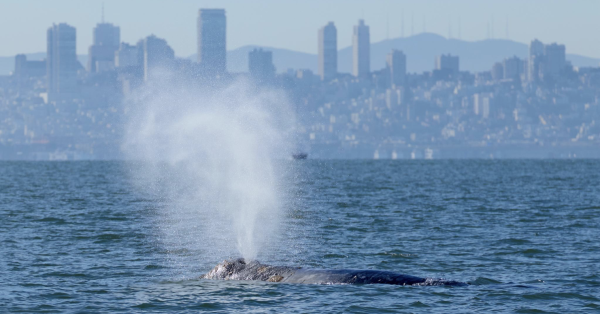 Pilot project in San Francisco Bay aims to help ships avoid…