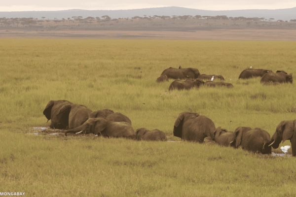 Removal of African elephants causes&hellip;