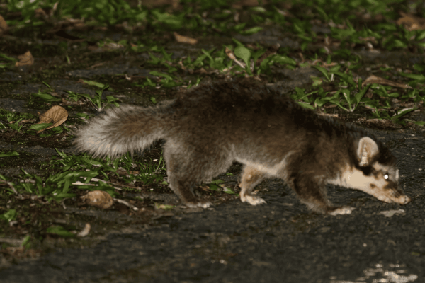 Bornean ferret badger only lives in&hellip;