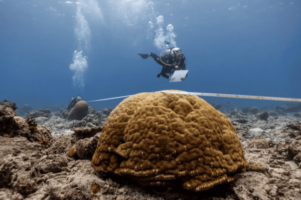 Not all coral reefs are doomed as a result of climate&hellip;