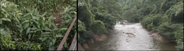 ‘Lost’ for 170 years, rare plant&hellip;