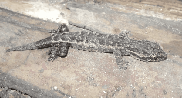 New ‘cryptic’ gecko species&hellip;