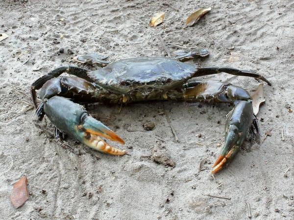 In Kenya’s Jomvu Creek, women help&hellip;