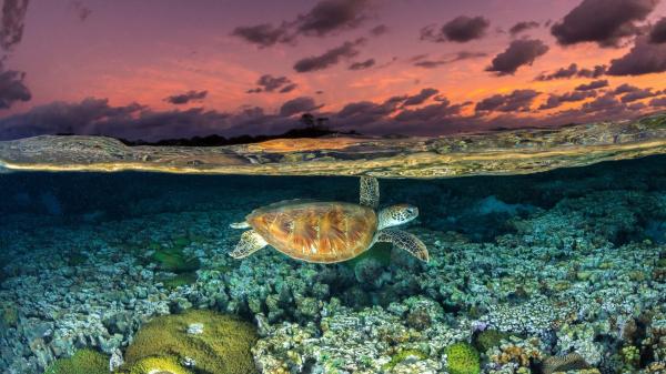 Outlook for migratory species worsens&hellip;