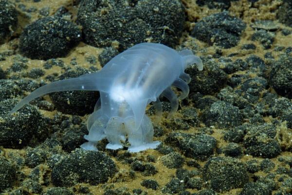 Expedition charts Cook Islands seafloor,…