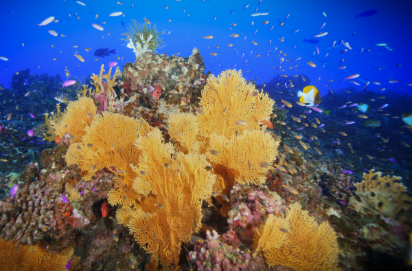Nearly all the world’s coral reefs are&hellip;