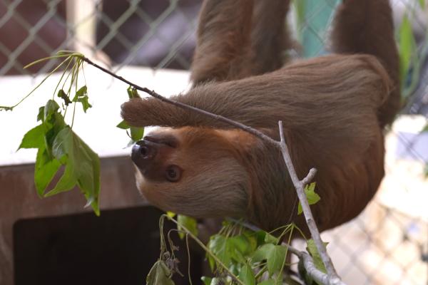 Mass Sloth Deaths in Florida Show Why&hellip;