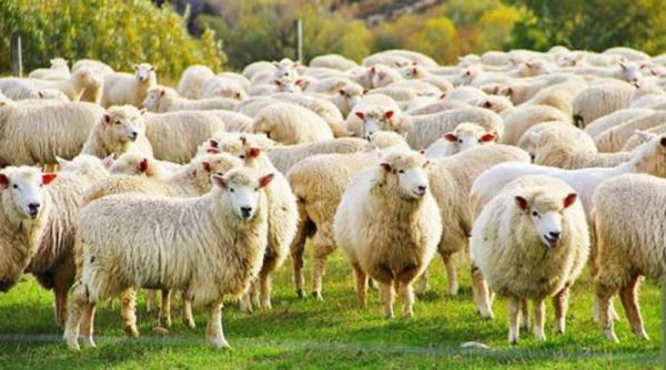 Methane Madness Infects New Zealand Government