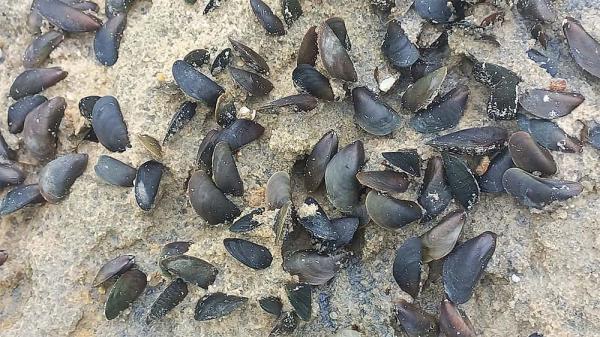 As fast-spreading mussel sweeps across…