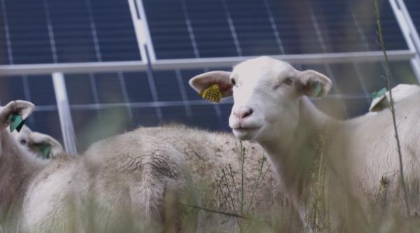 Massive Solar Plus Storage Facility To&hellip;