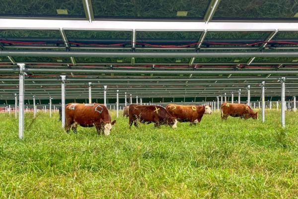 Can Cows and Solar Power Coexist?…