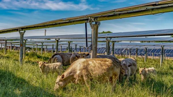 This solar farm lets cattle roam under&hellip;