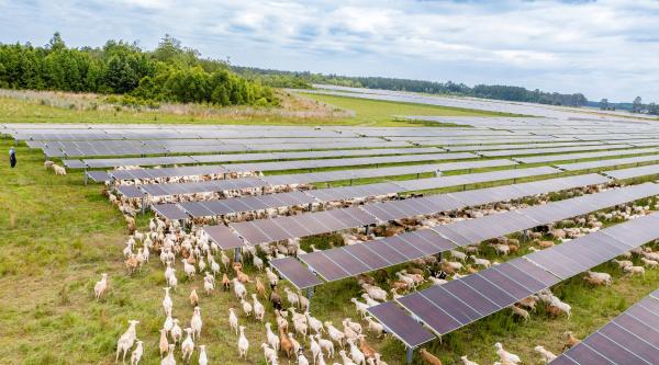 Cows, Jamaica, & Solar — Winning The…