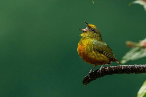 How do we perceive biodiversity? We can…