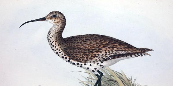 Declared extinct in 2025: A look back at&hellip;