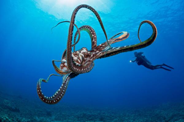 World Octopus Day: new discoveries about&hellip;